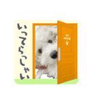 うちのハウルくん（個別スタンプ：4）