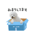 うちのハウルくん（個別スタンプ：5）
