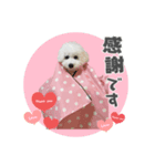 うちのハウルくん（個別スタンプ：6）