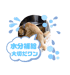 お散歩大好きタロウくん（個別スタンプ：3）