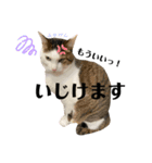 にゃお＆そーと、福（個別スタンプ：11）