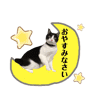 にゃお＆そーと、福（個別スタンプ：21）