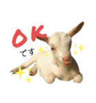 あにまるたち。（個別スタンプ：1）