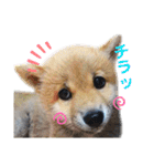 あにまるたち。（個別スタンプ：10）