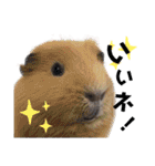 あにまるたち。（個別スタンプ：15）
