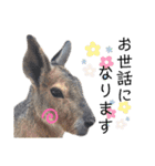 あにまるたち。（個別スタンプ：19）