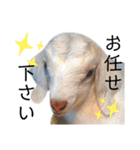 あにまるたち。（個別スタンプ：23）
