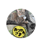 かわいい猫らいこのスタンプ（個別スタンプ：1）