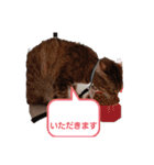 かわいい猫らいこのスタンプ（個別スタンプ：4）