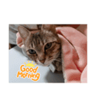 かわいい猫らいこのスタンプ（個別スタンプ：5）
