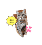 かわいい猫らいこのスタンプ（個別スタンプ：7）