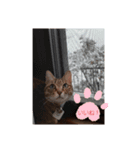 かわいい猫らいこのスタンプ（個別スタンプ：8）