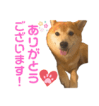 柴犬はるなちゃん かわいいぬスタンプ4（個別スタンプ：1）