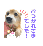 柴犬はるなちゃん かわいいぬスタンプ4（個別スタンプ：2）