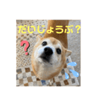 柴犬はるなちゃん かわいいぬスタンプ4（個別スタンプ：5）
