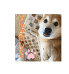 柴犬はるなちゃん かわいいぬスタンプ4（個別スタンプ：6）