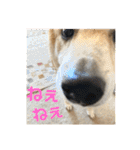 柴犬はるなちゃん かわいいぬスタンプ4（個別スタンプ：7）