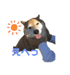 柴犬はるなちゃん かわいいぬスタンプ4（個別スタンプ：8）