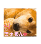 柴犬はるなちゃん かわいいぬスタンプ4（個別スタンプ：9）