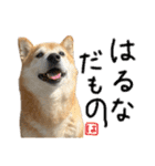 柴犬はるなちゃん かわいいぬスタンプ4（個別スタンプ：10）