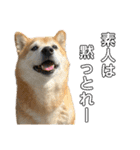 柴犬はるなちゃん かわいいぬスタンプ4（個別スタンプ：11）
