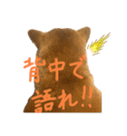 柴犬はるなちゃん かわいいぬスタンプ4（個別スタンプ：12）