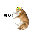 柴犬はるなちゃん かわいいぬスタンプ4（個別スタンプ：13）