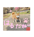 柴犬はるなちゃん かわいいぬスタンプ4（個別スタンプ：15）