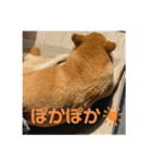 柴犬はるなちゃん かわいいぬスタンプ4（個別スタンプ：16）