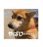 柴犬はるなちゃん かわいいぬスタンプ4（個別スタンプ：18）