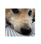 柴犬はるなちゃん かわいいぬスタンプ4（個別スタンプ：19）