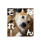 柴犬はるなちゃん かわいいぬスタンプ4（個別スタンプ：20）