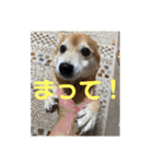柴犬はるなちゃん かわいいぬスタンプ4（個別スタンプ：21）