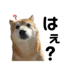 柴犬はるなちゃん かわいいぬスタンプ4（個別スタンプ：22）