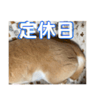 柴犬はるなちゃん かわいいぬスタンプ4（個別スタンプ：23）