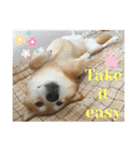 柴犬はるなちゃん かわいいぬスタンプ4（個別スタンプ：24）