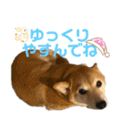 柴犬はるなちゃん かわいいぬスタンプ4（個別スタンプ：27）