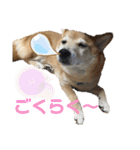 柴犬はるなちゃん かわいいぬスタンプ4（個別スタンプ：28）
