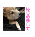 柴犬はるなちゃん かわいいぬスタンプ4（個別スタンプ：30）