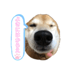 柴犬はるなちゃん かわいいぬスタンプ4（個別スタンプ：31）