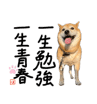柴犬はるなちゃん かわいいぬスタンプ4（個別スタンプ：32）