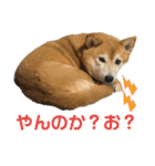 柴犬はるなちゃん かわいいぬスタンプ4（個別スタンプ：35）