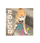 柴犬はるなちゃん かわいいぬスタンプ4（個別スタンプ：38）