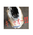 柴犬はるなちゃん かわいいぬスタンプ4（個別スタンプ：40）