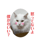 嵯峨野さんちの猫たち（個別スタンプ：1）