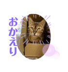 嵯峨野さんちの猫たち（個別スタンプ：2）