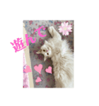 嵯峨野さんちの猫たち（個別スタンプ：3）