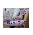 嵯峨野さんちの猫たち（個別スタンプ：6）
