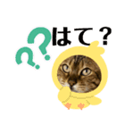嵯峨野さんちの猫たち（個別スタンプ：7）