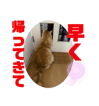 嵯峨野さんちの猫たち（個別スタンプ：8）